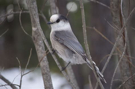 This whiskey jack followed us around on a hike @ Rushing River. Photo ...