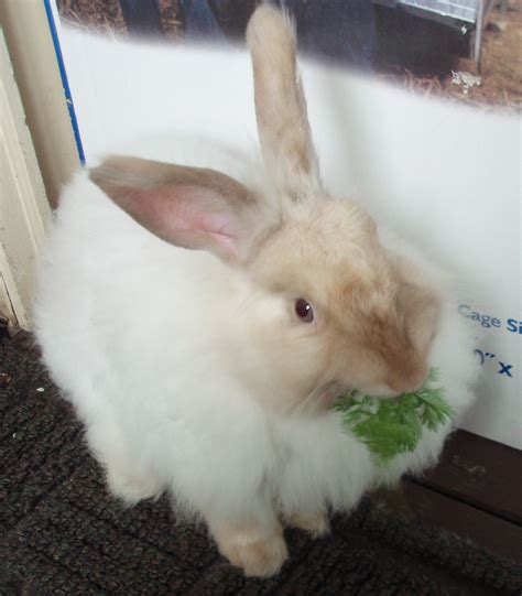 Dee Finney's blog November 24, 2013 page 599 ANGORA RABBITS