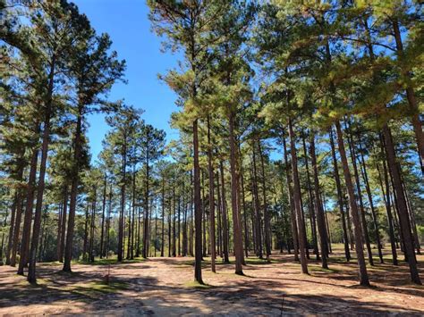 Home - Brooklyn AL Adventure Park - Boggs & Boulders