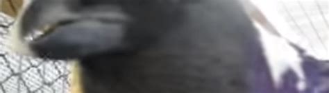 How to Install Manual Mods in Nexus Boneworks 的图像结果