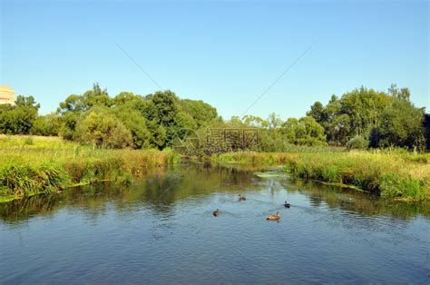 鸭子在河里游泳高清图片下载-正版图片504713902-摄图网