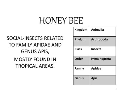 Introduction to Honey bees and their Classification | PPTX - phylum of honey bee
