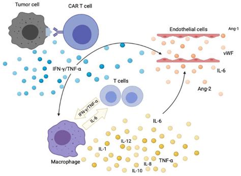 Cytokine Release Syndrome in the Immunotherapy of Hematological Malignancies: The Biology behind ...