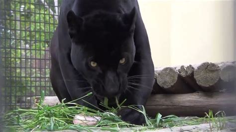 Real Bagheera from Jungle Book black panther - YouTube