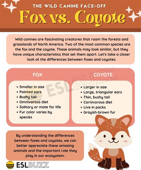 Are Foxes Omnivores - Go Guru