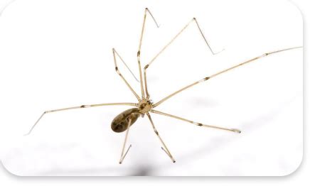 Best Pest Control Services in Vadodara | Pre construction Termite ...