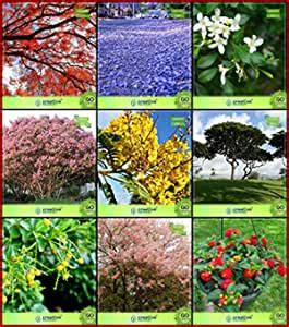 Creative Farmer All Climate Combo Tree Seeds : Jacaranda, Flame Tree ...