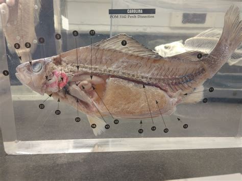 Image result for Perch Fish Dissection