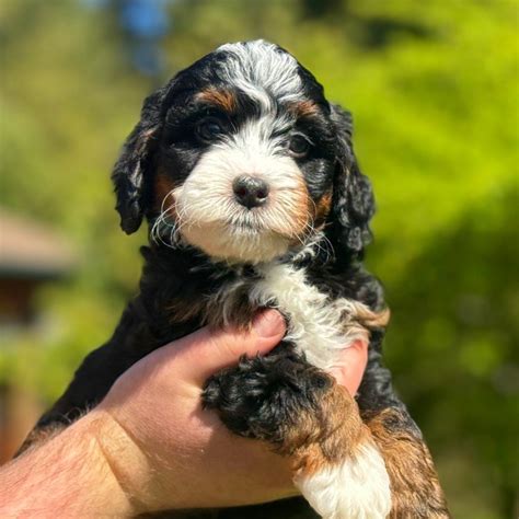 Bernedoodle & Australian Mountain Doodle Puppies