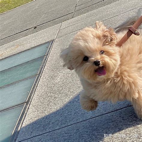 "马尔泰犬"火了!看完这些优点，忍不住想养一只 - 知乎