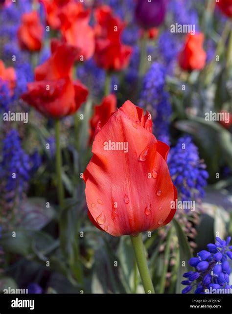 Tulip in spring in arrangemnt in Central Park early spring Stock Photo ...