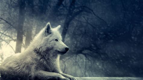 Wolf Wallpapers - Top Free Wolf Backgrounds - WallpaperAccess