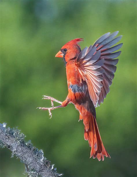 Cardinal in flight - Jim Zuckerman photography & photo tours