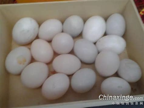 鸽子蛋--中国信鸽信息网相册