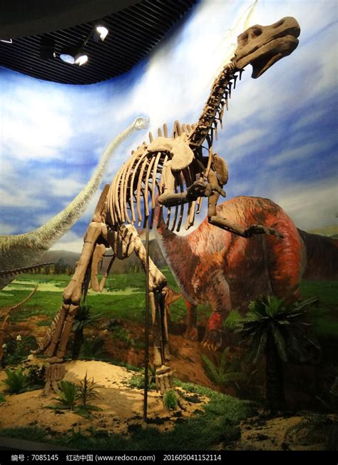 霸王龙头骨和牙齿化石图片-霸王龙头骨和牙齿化石特写素材-高清图片-摄影照片-寻图免费打包下载
