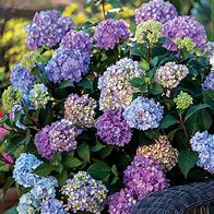 Image result for Endless Summer Hydrangea Size