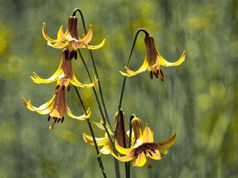 Wild Yellow Lily Information: Learn About Canada Lily Cultivation