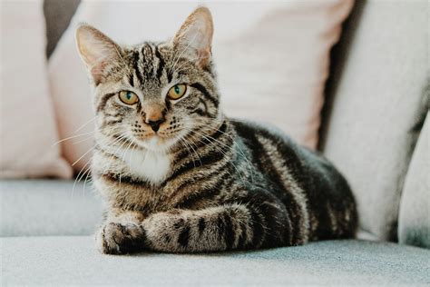 FLUTD in Cats: Symptoms, Causes, Diet & Treatment Guide | Supertails