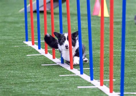 Lisa Bates in Lancaster, NY | Premier Dog Sports & Event Center