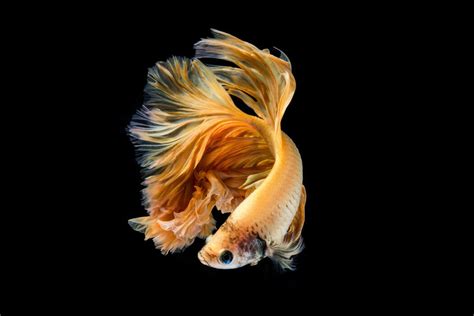 Image result for Fish Key Script Code
