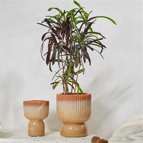 Buy Birch Haven Ceramic Pot Cedar Glen Ceramic Pot Online at Living ...