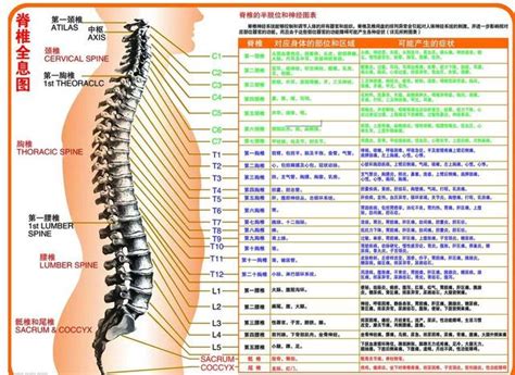 腰椎的位置,腰椎的位置图片,腰椎准确位置图_大山谷图库