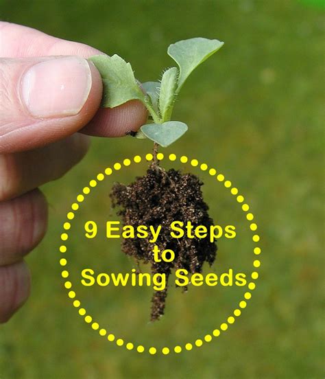 How to Sow Seeds Indoors & Outdoors: Beginner Steps & Tips - HubPages