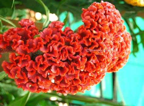 Cockscomb flower varieties