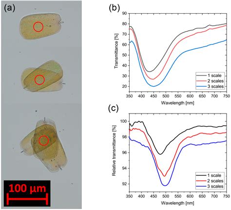 Optical Vapor Sensing on Single Wing Scales and on Whole Wings of the ...