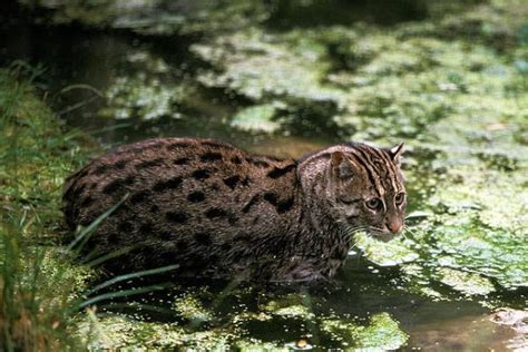 渔猫：亚洲最有灭绝风险的中小型猫科动物之一，在中国或已消失