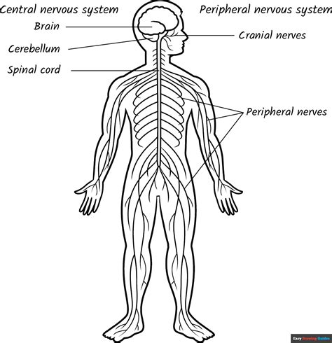 Human Nervous System For Kids