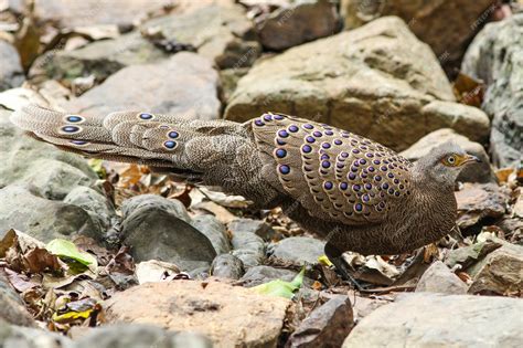 Premium Photo | Grey peacock-pheasant (polyplectron bicalcaratum) in nature