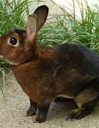 Image result for Different Types of Rabbits Breeds