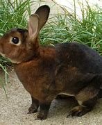 Image result for Wild Rabbits as Pets