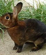 Image result for Free Pet Rabbit