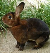 Image result for Rex Rabbit Breed