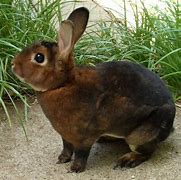 Image result for Different Species of Rabbits