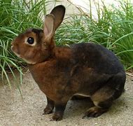 Image result for Wild Rabbits as Pets