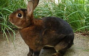 Image result for Large Pet Rabbit Breeds
