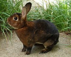 Image result for Famous People with Pet Rabbit