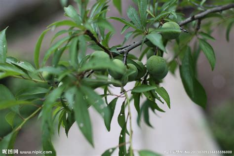 脆红李树栽培种植管理技术-种植技术-中国花木网