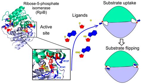 Insights into the Substrate Uptake Mechanism of Mycobacterium ...