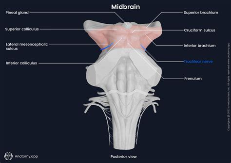 Midbrain | Anatomy.app