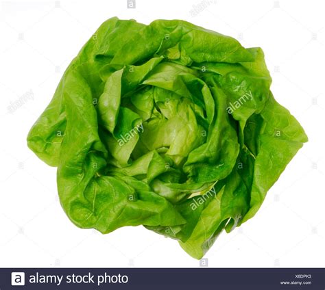 Head Of Lettuce High Resolution Stock Photography and Images - Alamy