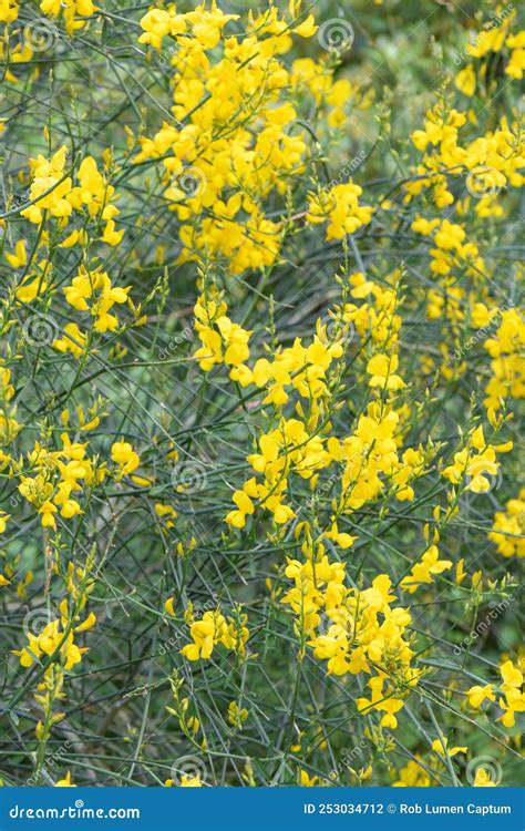 Spanish Broom Spartium Junceum Yellow Flowering Shrub Stock Photo - Image of broom, flowering ...