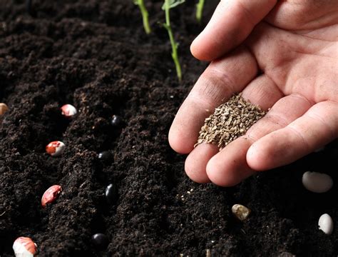 5 Vegetable Seeds To Direct Sow in August