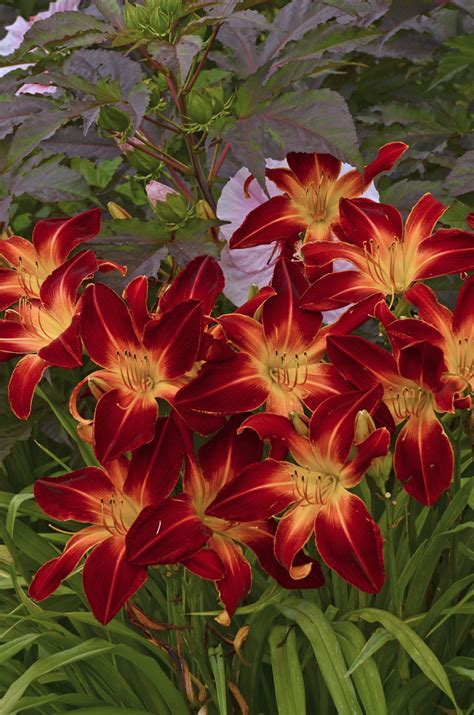Rainbow Rhythm® 'Ruby Spider' - Daylily - Hemerocallis hybrid | Proven ...