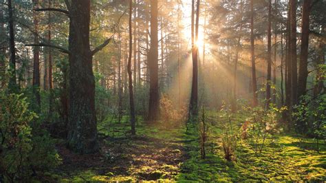 Top 10 World Biggest Forest | Explore the Largest Forest Ecosystems