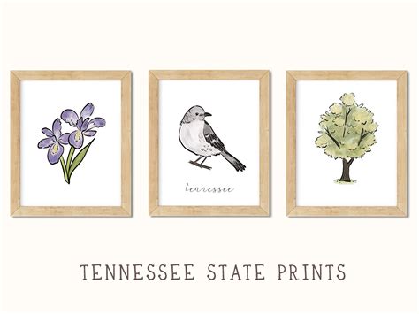 Tennessee State Bird And Flower Drawing Tennessee Mockingbird