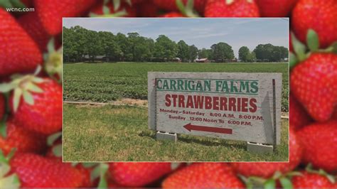 Strawberry picking season begins | wcnc.com